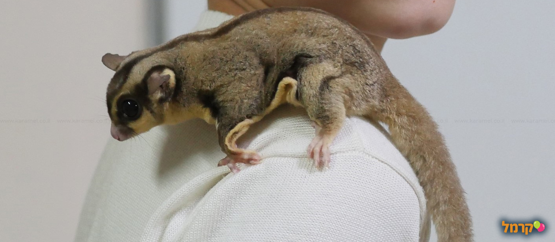 IsraZoo חיות אקזוטיות - 073-7026788
