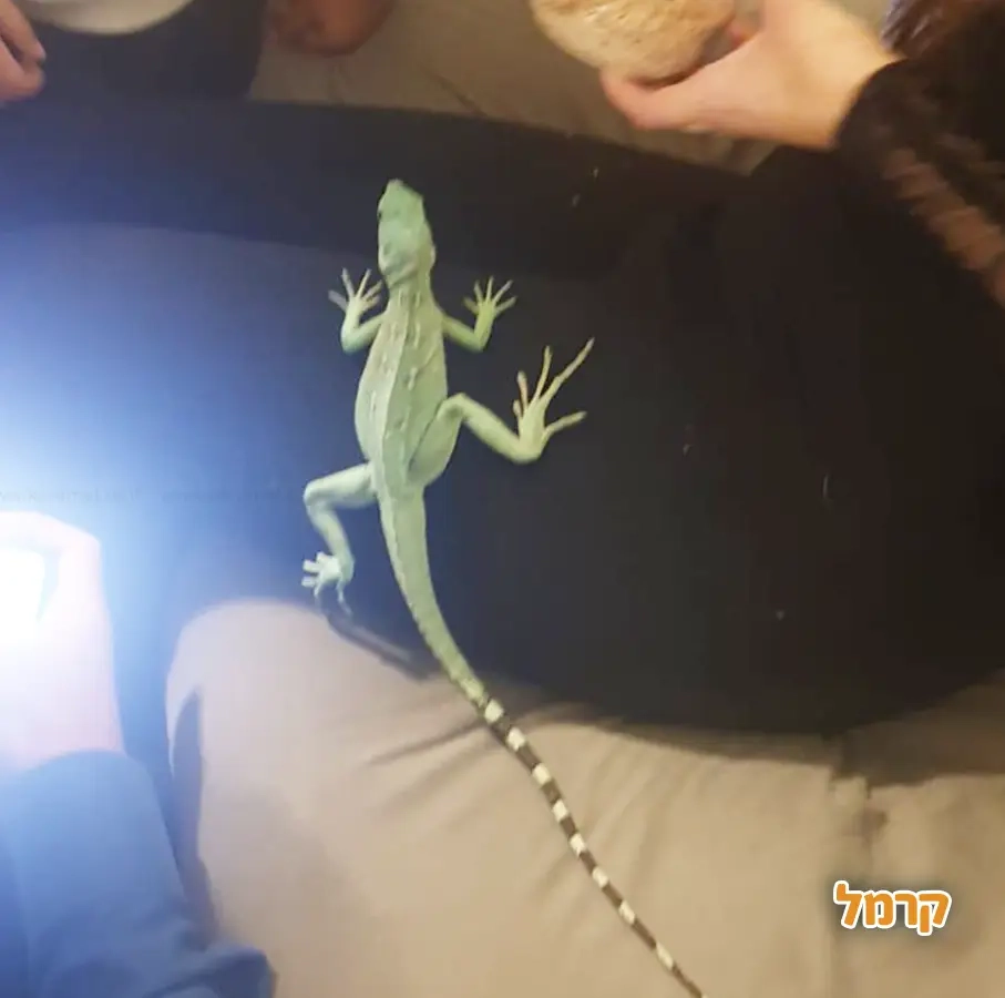 גן החיות שלי - 073-7590774