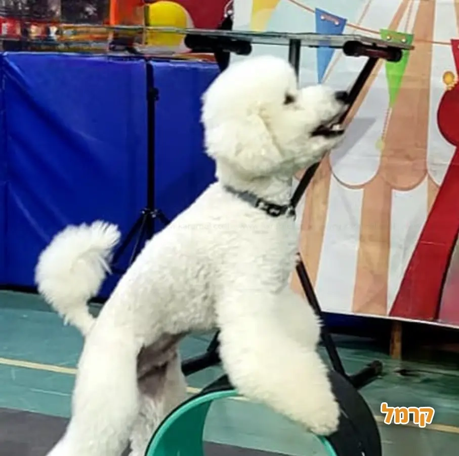 קרקס החיות של מרינה - 073-7585026